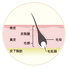 毛が生える仕組み