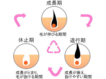 医療レーザー脱毛をより効果的にするために毛周期が重要