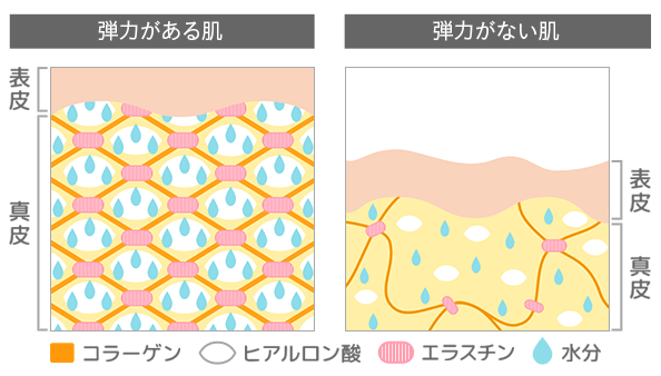 ハリがある肌には、コラーゲンやエラスチン、ヒアルロン酸が豊富